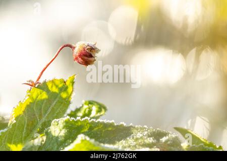 Prato cowbell in gelo di hoar, il fiore di questa bella pianta è coperto da uno strato morbido di ghiaccio, riflessi di luce sullo sfondo a causa della luce riflessa dal ghiaccio Foto Stock