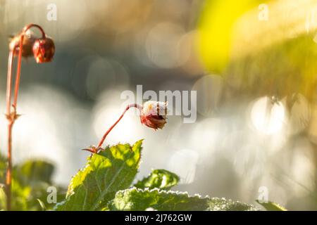 Prato cowbell in gelo di hoar, il fiore di questa bella pianta è coperto da uno strato morbido di ghiaccio, riflessi di luce sullo sfondo a causa della luce riflessa dal ghiaccio Foto Stock