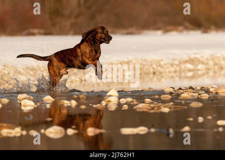 Il cane maschio Rüpel, un Hannoverscher Schweißhund corre e salta attraverso acque poco profonde in un piccolo torrente di montagna in inverno. Sullo sfondo neve parzialmente bianca. Foto Stock