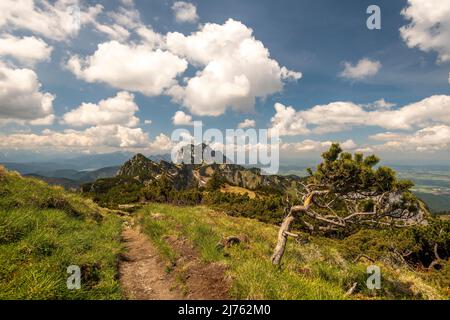 Il sentiero escursionistico, percorso di montagna sul Achselköpfe al Benediktenwand sullo sfondo, un pino di montagna si erge al margine e punta a nord. Foto Stock