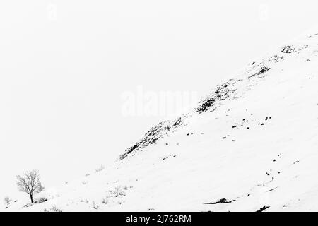 Un pacco di camosci con neve fresca sulle pendici del Gamsjoch in inverno, sopra il Großer Ahornboden nel Karwendel, Tirolo nelle Alpi austriache. Ai piedi del pendio si trova un singolo Ahornboden. Foto Stock