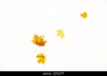 Foglie di acero su terreno di acero grande a Karwendel su neve bianca fresca in autunno con colori autunnali Foto Stock