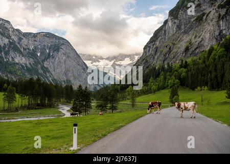 Mucche in piedi sulla strada alpina per Grosser Ahornboden a Karwendel, nelle Alpi austriache. Foto Stock