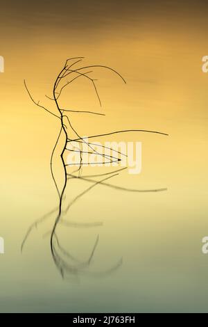 Un ramo rotto nell'acqua di Kochelsee si riflette nell'acqua liscia durante il tramonto, un piccolo ragnatela con ragno è nascosto nella parte superiore. Foto Stock