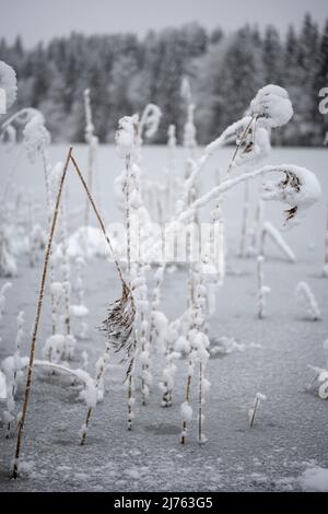 Una canna piegata dalla neve sulla riva del geroldsee / Wagenbrüchsee vicino Garmisch-Partenkirchen nelle Alpi tedesche. Foto Stock