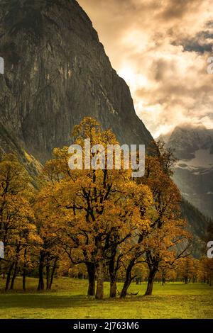 Un piccolo boschetto di aceri al Großer Ahornboden nel Karwendel vicino Hinterriss, Tirolo / Austria nelle Alpi in controluce del sole. La luce fa risplendere il colore dell'autunno e fa brillare gli alberi. Foto Stock