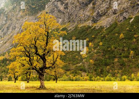 Un unico vecchio e grande albero di acero nella retroilluminazione del sole al Großer Ahornboden nel Karwendel vicino Hinterriss, Tirolo / Austria brilla alla luce del sole in tutti i colori dell'autunno. Foto Stock