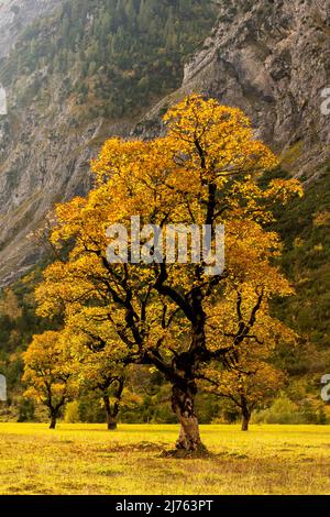 Un unico vecchio e grande albero di acero nella retroilluminazione del sole al Großer Ahornboden nel Karwendel vicino Hinterriss, Tirolo / Austria brilla alla luce del sole in tutti i colori dell'autunno. Foto Stock