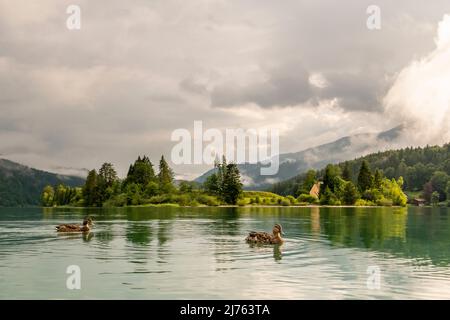 Foto di anatre di fronte alla penisola Zwergern nel Walchensee, sullo sfondo la penisola con la pittoresca cappella di San Margareth e dietro di essa in dense nuvole il Simetsberg. Foto Stock