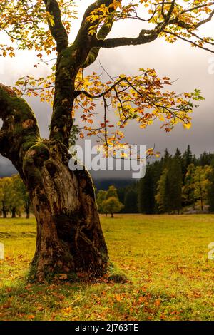 Foglie autunnali colorate e un vecchio albero di acero Foto Stock