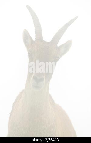 Ritratto di stambecco femminile durante la fitta nebbia sulle montagne del Karwendel Foto Stock