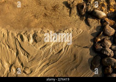 Tracce di microorganismi e comune sandpiper o wagtail sulle rive dell'Isel nel Tirolo orientale Foto Stock