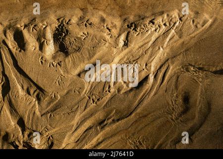 Tracce di microorganismi e comune sandpiper o wagtail sulle rive dell'Isel nel Tirolo orientale Foto Stock