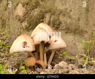 Fungo coprinellus micaceus comunemente noto come mica cap, cappuccio lucido, e cappuccio luccicante lattiginoso danneggiato da insetti Foto Stock