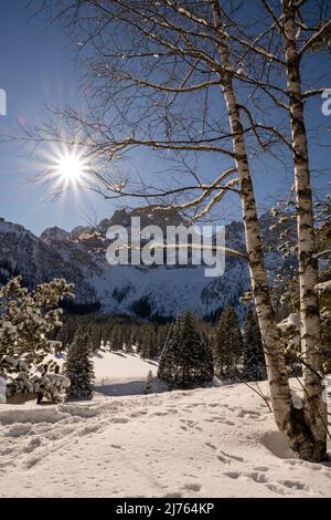 Il sole splende attraverso i rami di un albero di betulla nel Karwendel nella Valle del Rodano vicino a Hinterriss, sullo sfondo il picco orientale del Karwendel in inverno con neve e cielo blu Foto Stock