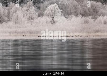 Un gruppo di anatre di pochard nuotano nella zona costiera del Sylvensteinspeichersee, un grande corpo d'acqua nel Karwendel e nelle Prealpi bavaresi. Gli alberi e i cespugli sullo sfondo sono ricoperti di gelo. Foto Stock