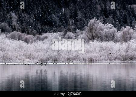 Un gruppo di anatre di pochard nuotano nella zona costiera del Sylvensteinspeichersee, un grande corpo d'acqua nel Karwendel e nelle Prealpi bavaresi. Gli alberi e i cespugli sullo sfondo sono ricoperti di gelo. Foto Stock