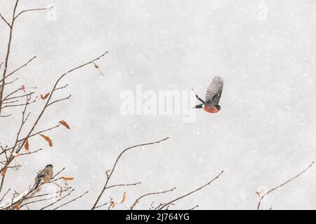 Un bullfinch maschio su da un albero nella neve spessa, mentre la femmina rimane seduta nell'angolo della foto. Foto Stock