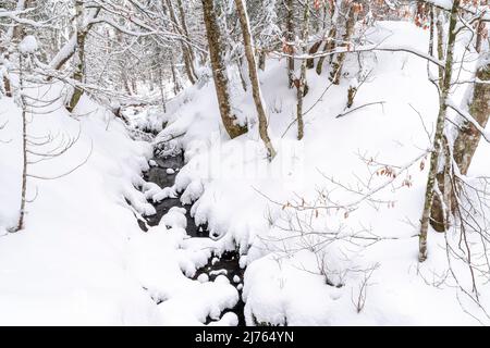 Un piccolo ruscello nella neve tra fitti alberi di una foresta in inverno in Tirolo, Austria. Foto Stock