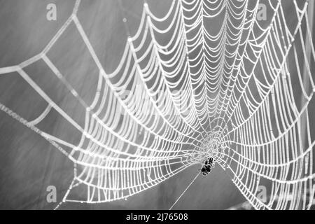 La rete di Spider con gocce di rugiada in una fredda mattinata autunnale in Isarauen, Karwendel Foto Stock