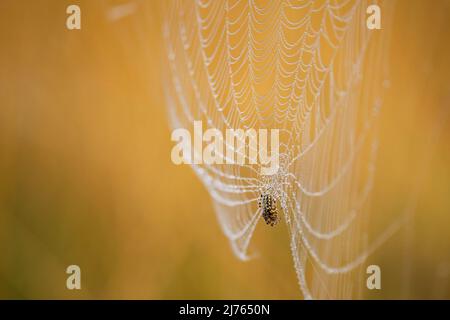 La rete di Spider con gocce di rugiada in una fredda mattinata autunnale in Isarauen, Karwendel Foto Stock