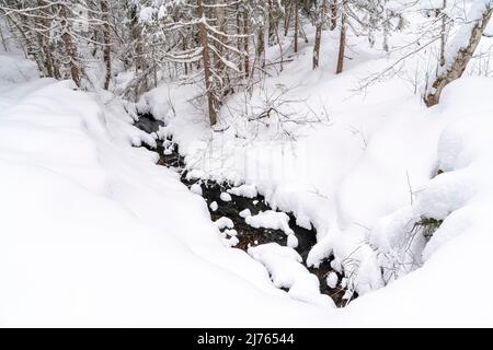 Un piccolo ruscello nella neve tra fitti alberi di una foresta in inverno in Tirolo, Austria. Foto Stock