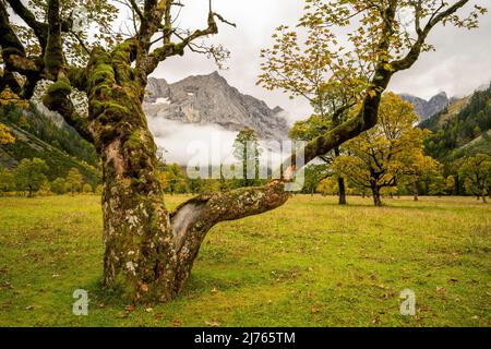 Vecchio albero di acero sul grande terreno di acero nel Karwendel vicino Hinterriss, Tirolo / Austria in autunno con foglie d'autunno, sullo sfondo il Spirtzkarspitze. Foto Stock