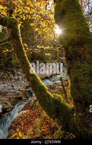 Stella del sole sul tronco di un vecchio albero di acero nel Leutascher o Mittenwalder Geisterklamm in autunno con il fogliame colorato e il ruscello di montagna sullo sfondo Foto Stock