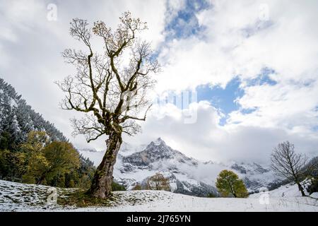 Un suggestivo vecchio albero di acero sul grande terreno di acero nel Karwendel vicino all'Engalm, con lo Spritzkarspitze sullo sfondo. Un piccolo ultimo fogliame autunnale ancora appende sull'albero, mentre la prima neve fresca copre il terreno. Foto Stock