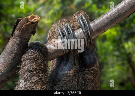 Linnaeus's two-toed sloth / Southern two-toed sloth / Linne's two-toed sloth (Choloepus didactylus / Bradypus didactylus) close-up di artigli Foto Stock