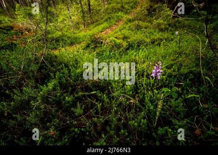 Orchidea a foglia larga a Forchet vicino a Haiming, l'ultima foresta di montagna rimanente nella valle dell'Inn. Foto Stock