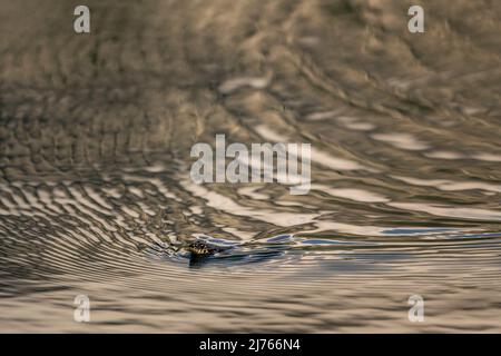 Un serpente d'erba nuota attraverso l'acqua riflettente del Lautersee. Foto Stock