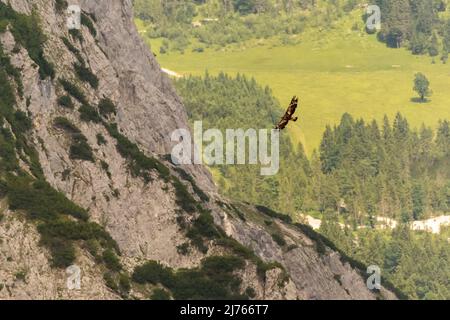 Aquila d'oro in volo sulle mura di Sonnjoch a Karwendel, fotografata dall'alto Foto Stock