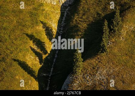 Quattro alberi nobili su una piccola cresta sulle Delpshals nelle montagne del Karwendel vicino Hinterriss / Tirolo, Austria nel sole di pomeriggio, gettano le loro ombre su un piccolo fossato o burrone. Foto Stock