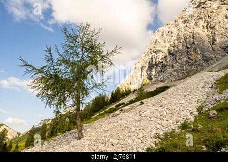 Un unico larice nel campo di scree sul sentiero per Bäralpl nelle montagne del Karwendel, di fronte ad un cielo leggermente nuvoloso ma altrimenti blu, sullo sfondo una parete di roccia possente. Foto Stock