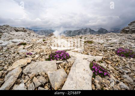 Calcare tipico nel Karwendel nel Breitgrieskar con alghe stalkless, una delle poche piante che possono esistere bene a questa altitudine di poco meno di 2500 m. Sullo sfondo l'Angerkopf e il Karwendel Settentrionale si presentano con dense nuvole Foto Stock