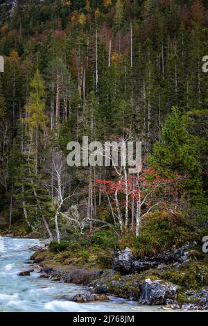 Bacche di cenere di montagna di rowan rosso brillante sulle rive dell'Isar, vicino alla fonte dell'Isar nella parte superiore raggiunge, nel mezzo del Karwendel. Foto Stock