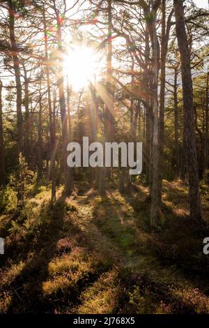 Un piccolo sentiero forestale durante la fioritura di erica a Forchet, l'ultima foresta montana rimasta nella valle dell'Inn, preso alla luce della sera del sole primaverile Foto Stock