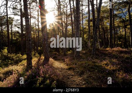 Un piccolo sentiero forestale durante la fioritura di erica a Forchet, l'ultima foresta di montagna rimasta nella valle dell'Inn, preso alla luce della sera del sole primaverile Foto Stock