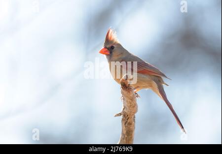 Bella femmina cardinale settentrionale seduta su un arto di albero, retroilluminata dal sole d'inverno; con le sue piume di cresta estese Foto Stock