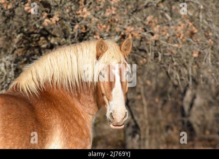 Bel cavallo belga che guarda lo spettatore, testa a testa; con muto sfondo autunno o inverno Foto Stock