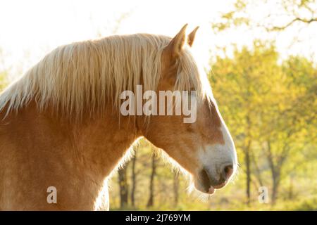 Profilo di un bel cavallo belga a tiraggio retroilluminato dal sole del mattino, in contrasto con gli alberi nei colori primaverili Foto Stock