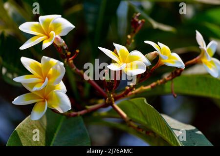 Albero del tempio, frangipani, (Plumeria rubra), complesso alberghiero Dusit Thani, Hua Hin, provincia di Prachuap Khiri Khan, Thailandia, Golfo di Thailandia, Asia Foto Stock