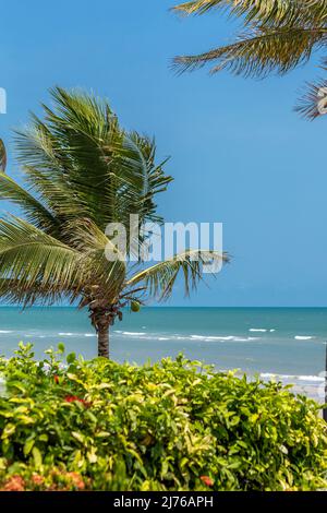 Albero di cocco sulla spiaggia, Dusit Thani hotel complesso, Hua Hin, Prachuap Khiri Khan provincia, Thailandia, Golfo di Thailandia, Asia Foto Stock