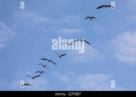 Europa, Polonia, Voivodato Podlaskie, oche grigie in volo Foto Stock