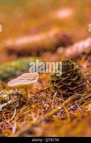 Foresta ancora vita, primo piano di funghi sul pavimento della foresta Foto Stock