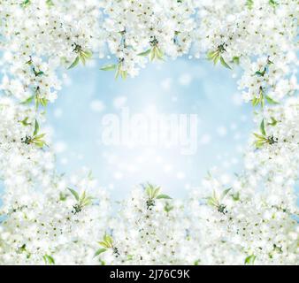 Sfondo primaverile con fiori bianchi e sunbeamson blu cielo sfondo. Rami di macrofono e ape in fiore con fuoco morbido sul backgrou blu Foto Stock