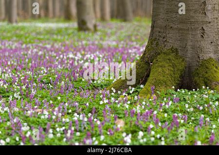 Un tappeto di fiori di corydalis e anemone in legno copre il pavimento della foresta in primavera nel Parco Nazionale di Hainich, Germania, Turingia Foto Stock