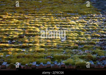 Germania, Baviera, alta Baviera, distretto di Altötting, vecchia casa di campagna vacante, dilapidato, tetto, scandole ricoperte di muschio, dettaglio Foto Stock