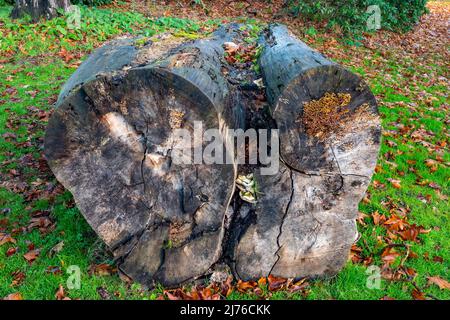 Dyck Castello vicino a Jüchen, trunk albero nel parco, Renania settentrionale-Vestfalia, Germania Foto Stock